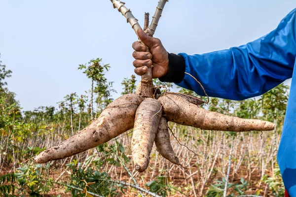 Tubercules Racine's Bénin/Racines et tubercules: près de 8 millions de tonnes en 2023